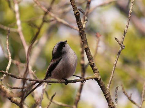 鳥 庭|庭に来る鳥の名前を調べる